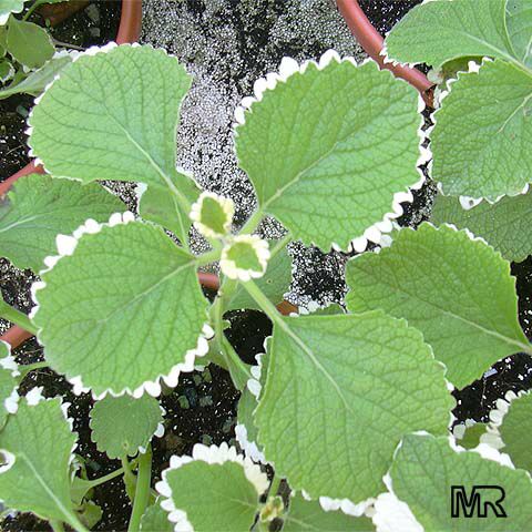 راهنمای نگهداری و پرورش گل و گیاهان زینتی - پلکترانتوس فورستری